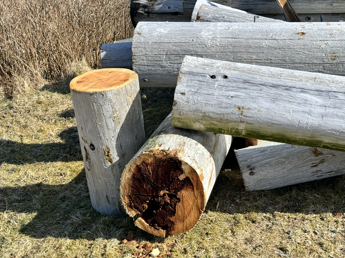 masset rot masts .jpg